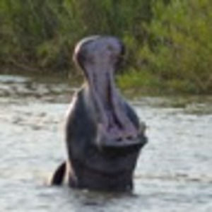 Meet your Posher, Justin